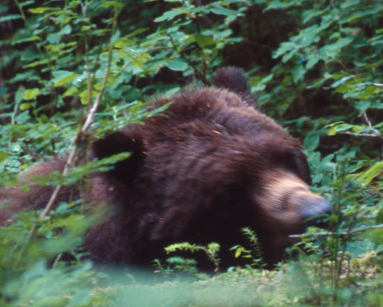 AK2003-08