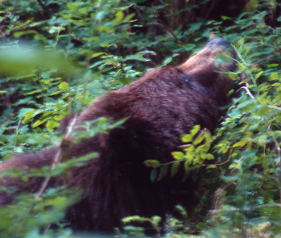 AK2003-09