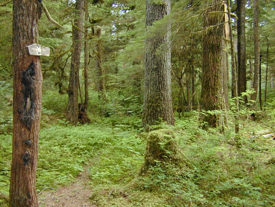 AK2003-41
