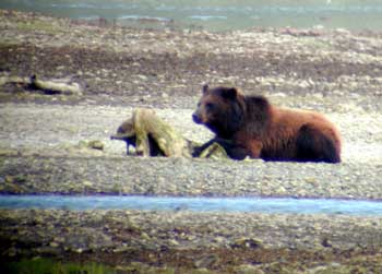 Big Bear at Pack Creek