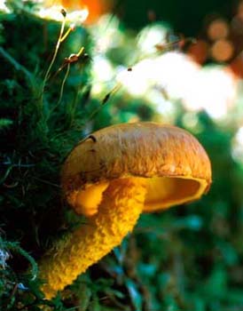 21-Shroom