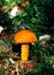 20-Shroom