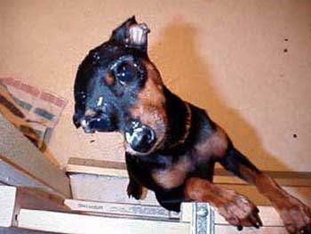 bitty_during_renovations
