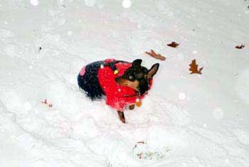 Little Bit's first snow