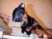bitty_during_renovations