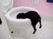toilet_checking