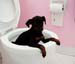 toilet_in